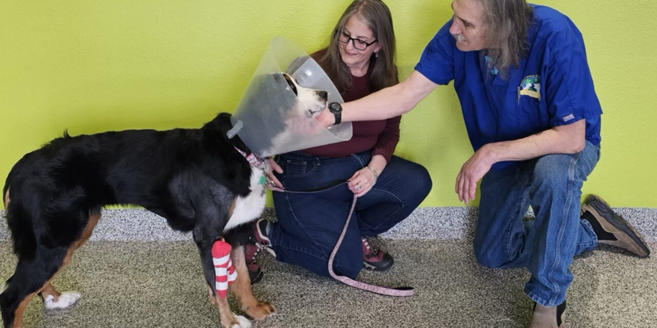 TV vet saves ‘shattered’ leg of dog who survived in Colorado mountains for two months