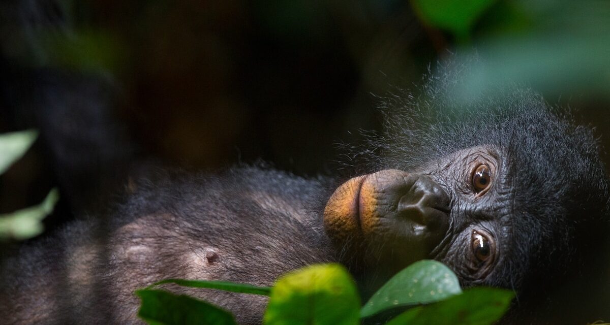 A bonobo was separated from her sister for 26 years. She still remembers her.