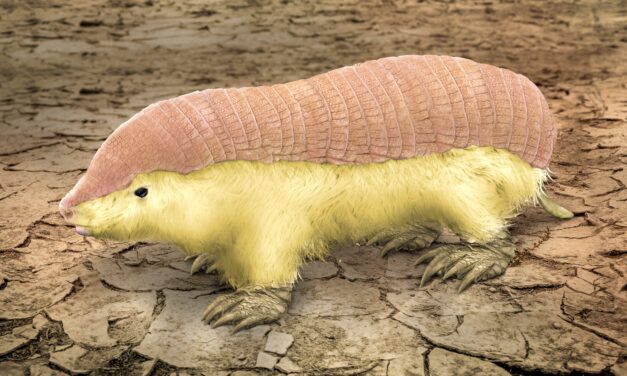 Pink Fairy Armadillos Have a Weird Double Skin Not Seen in Any Other Mammal