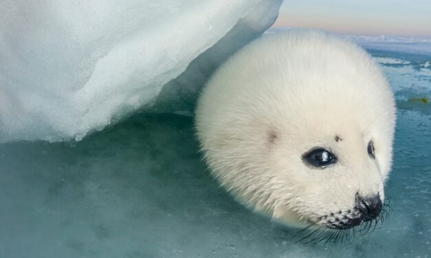 Meet the harp seal—one face of the climate crisis