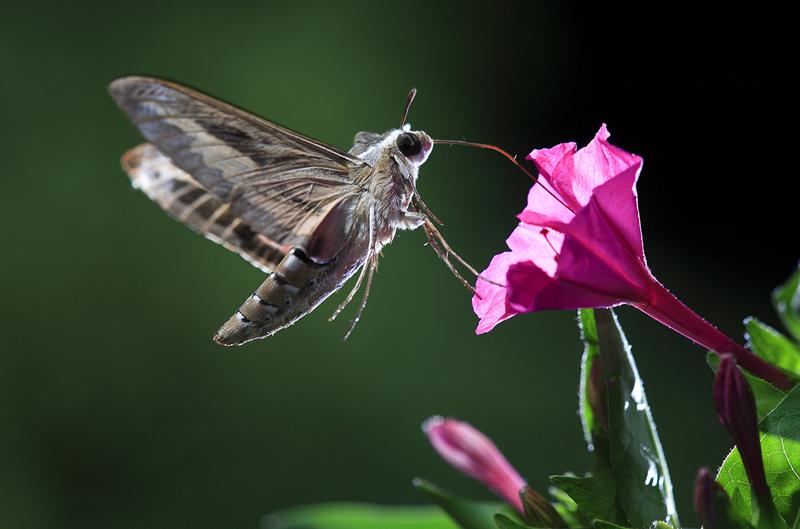 At night, pollution keeps pollinating insects from smelling the flowers