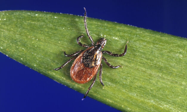 Lyme Disease Cases Rose By Almost 70% in the U.S.