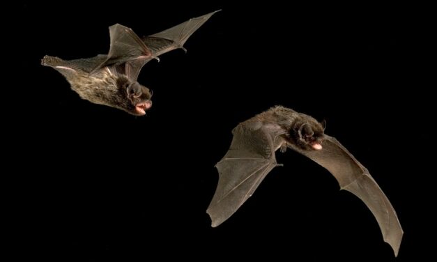 Bats can sing—and this species might be crooning love songs