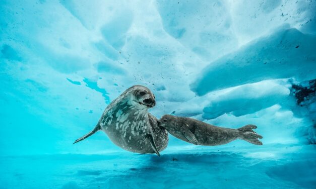 Deepest Dive Under Antarctica Reveals a Vibrant World