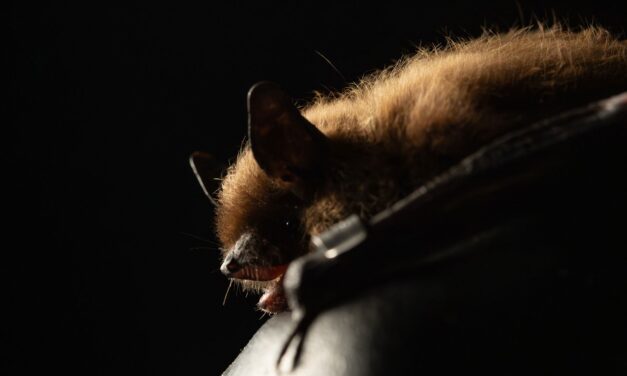 Can niche lives of bats help them avoid the white-nose syndrome?