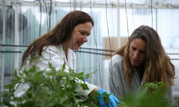 Dairy in potatoes? Molecular farming newcomer teaches spuds to act like mammals