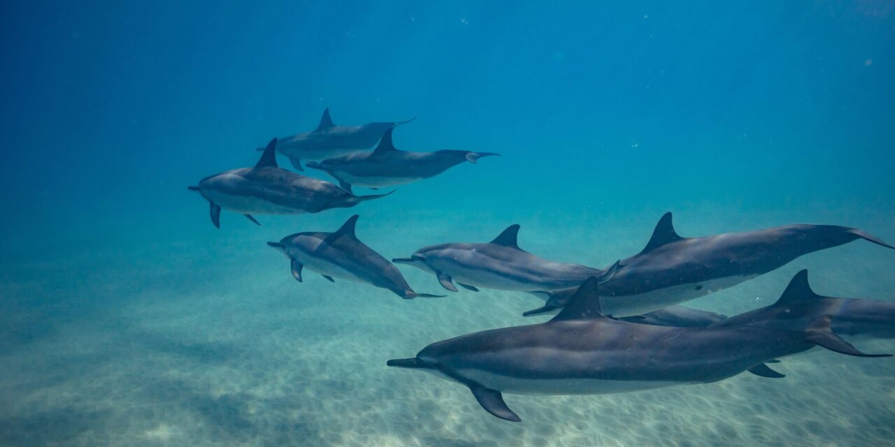 To find out the age of dolphins, ask their poop