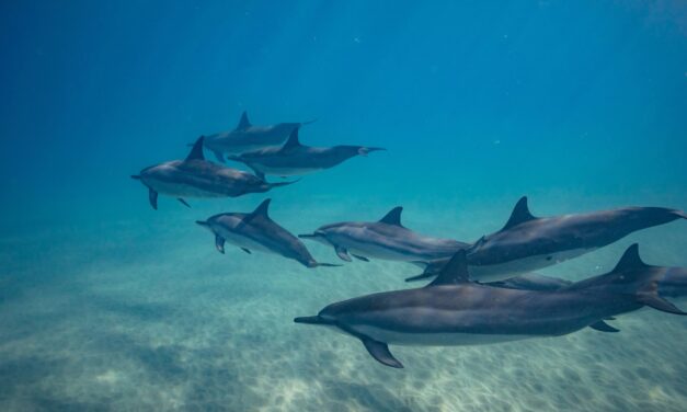 To find out the age of dolphins, ask their poop