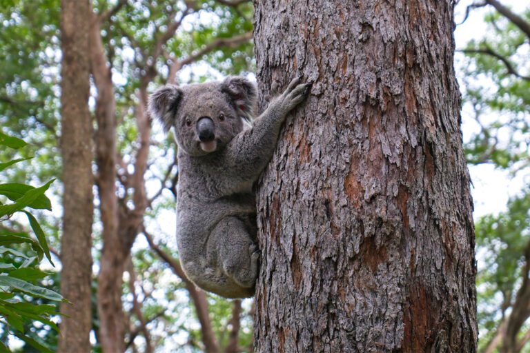 Australian state fails on koala conservation while relying on faulty offset schemes, experts say