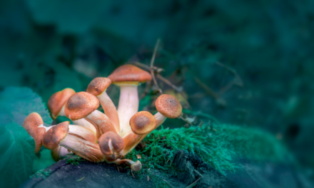 Next-generation psychedelics: should new agents skip the trip?