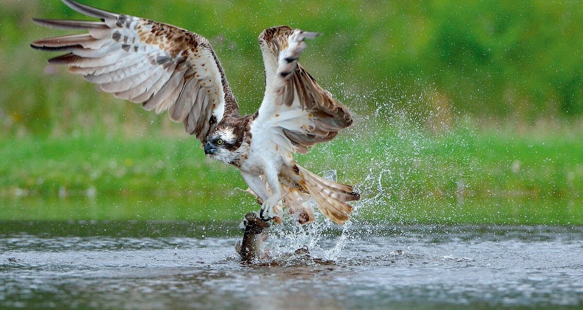 How to plan a birdwatching trip to the Scottish Highlands