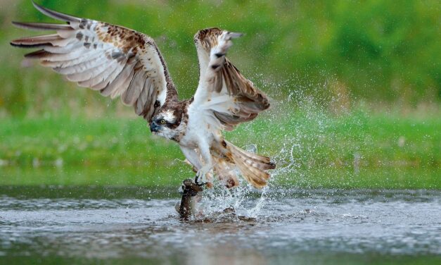 How to plan a birdwatching trip to the Scottish Highlands