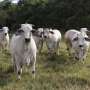 Sweaty cattle may boost food security in a warming world