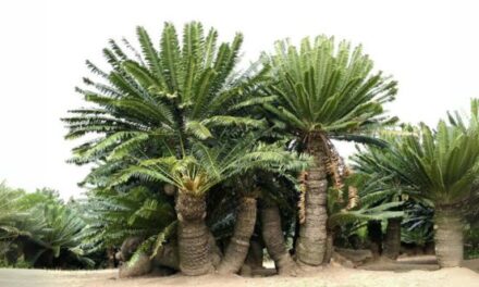 10 Crazy Facts about Cycads That Might Surprise You