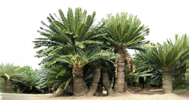 10 Crazy Facts about Cycads That Might Surprise You