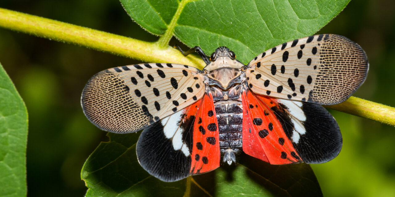 What’s going on with spotted lanternflies?