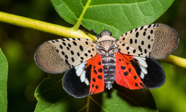 What’s going on with spotted lanternflies?