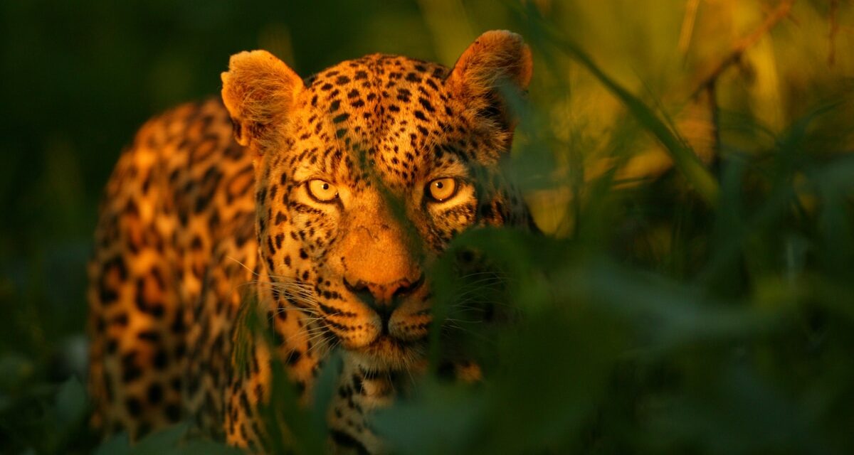 Leopards are the ultimate survivors. Can they endure these growing challenges?