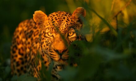 Leopards are the ultimate survivors. Can they endure these growing challenges?