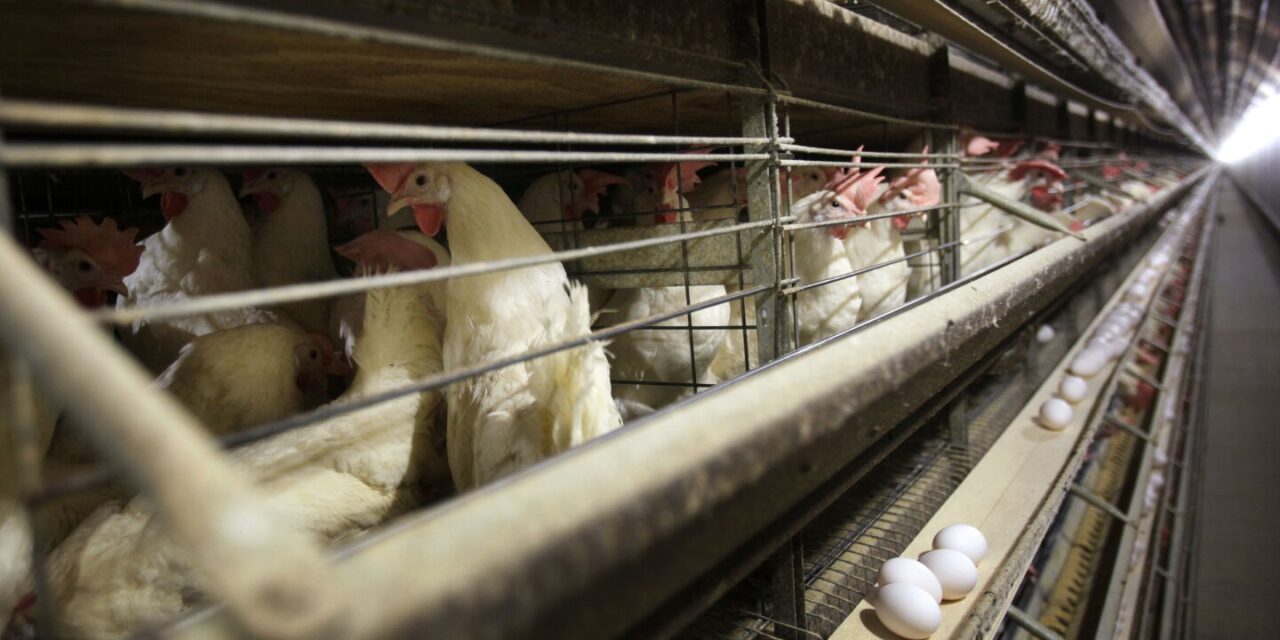 US health officials confirm four new bird flu cases, in Colorado poultry workers