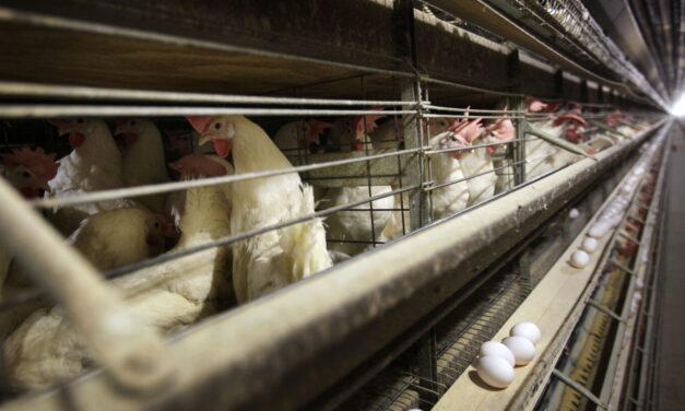 US health officials confirm four new bird flu cases, in Colorado poultry workers