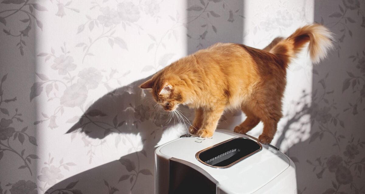 The 8 best air purifiers for pet owners