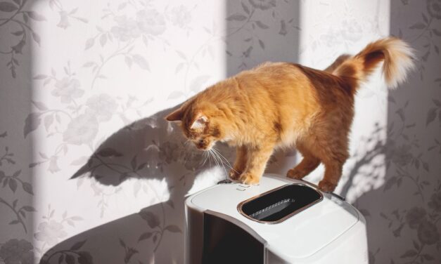 The 8 best air purifiers for pet owners