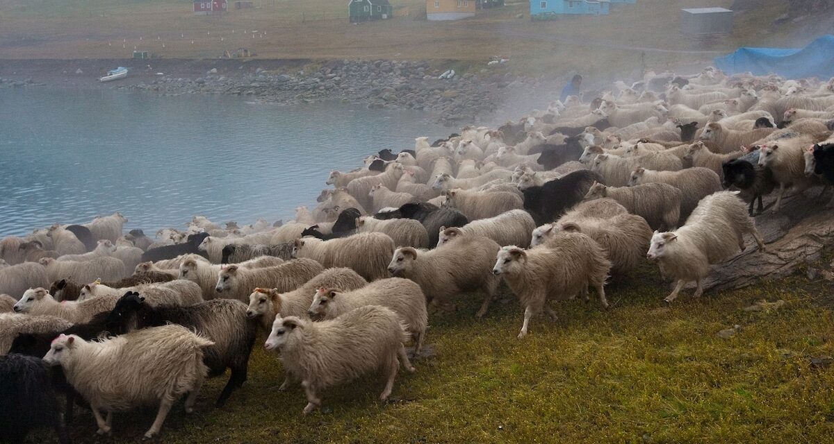 Experience Greenland’s Inuit and Viking farming traditions on this stunning trail