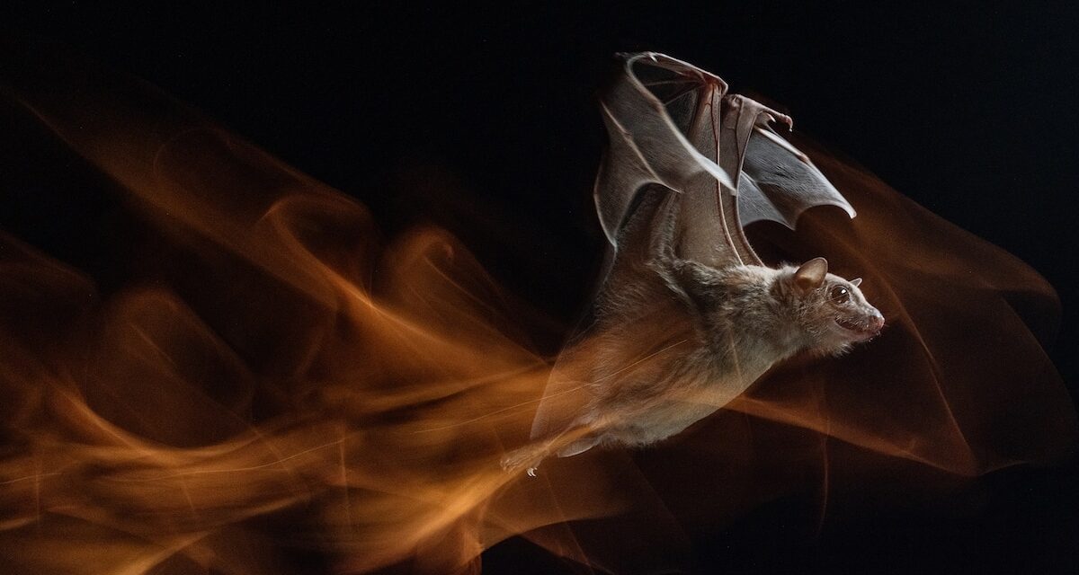 Bats have disease-defying superpowers. What if we could copy them?