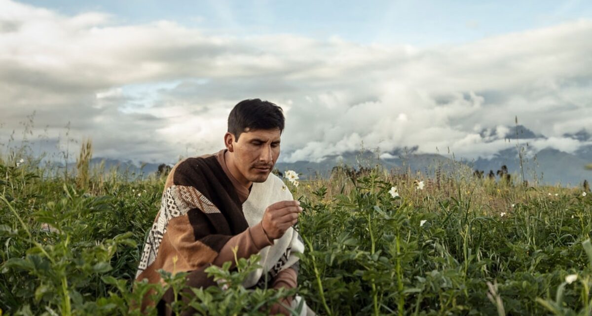 Meet ‘potato whisperer’ Manuel Choqque Bravo, who grows super potatoes in the Peruvian Andes