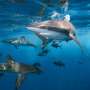 Oceans without sharks would be far less healthy, says new research