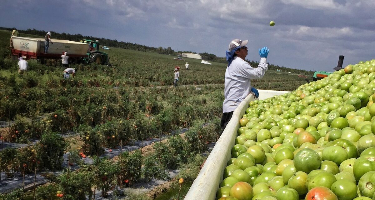 Florida is actually a top farming state. But that status may not last.