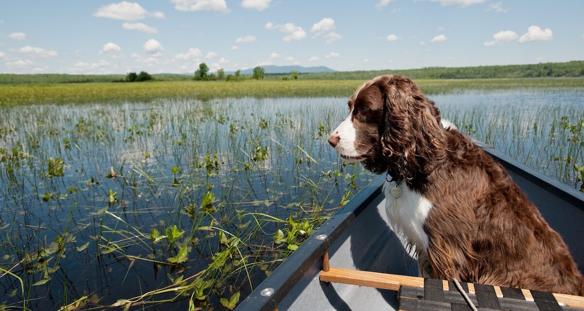 Algal blooms can be toxic for dogs. Here’s how to keep them safe when swimming