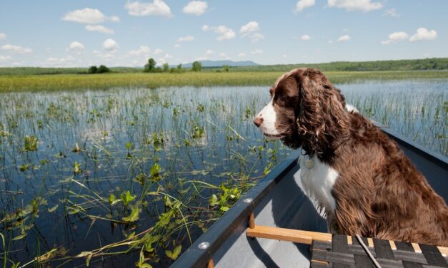 Algal blooms can be toxic for dogs. Here’s how to keep them safe when swimming