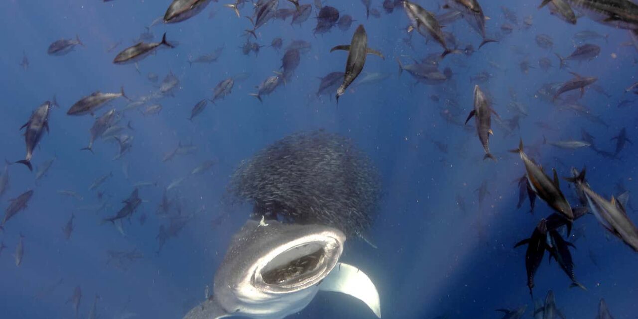 Stunning photos of life above and below water