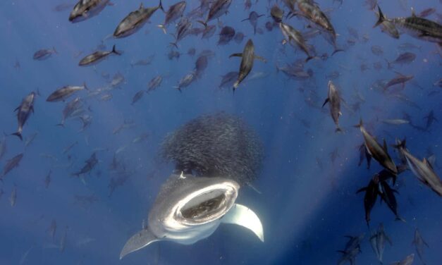 Stunning photos of life above and below water