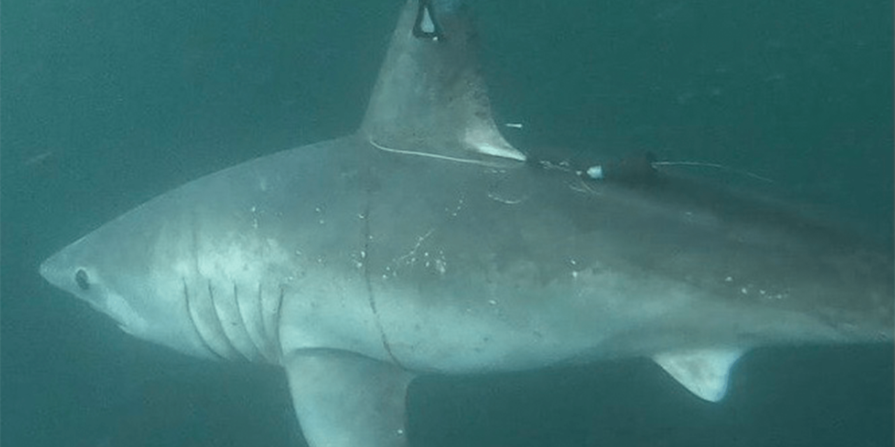 Who ate the pregnant porbeagle shark?