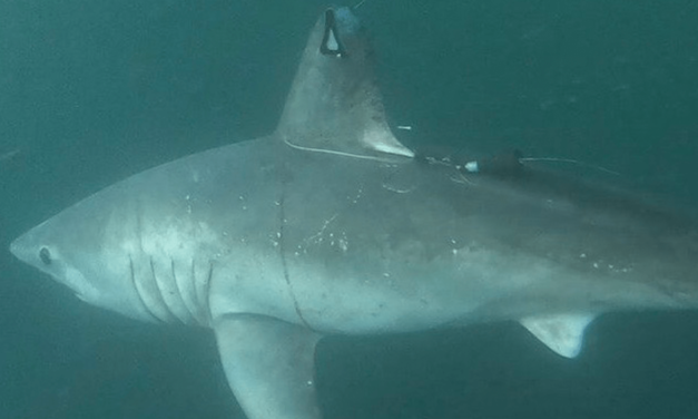 Who ate the pregnant porbeagle shark?