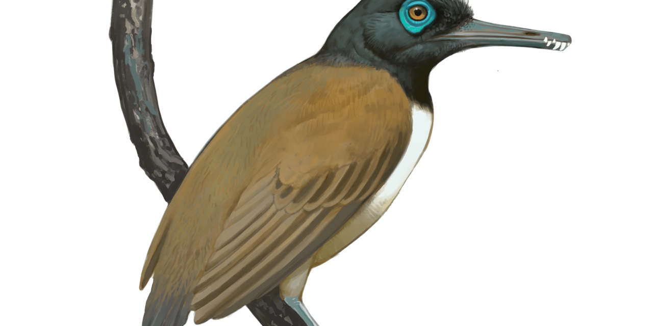 ‘Weird’ prehistoric bird had a weaponized beak with teeth