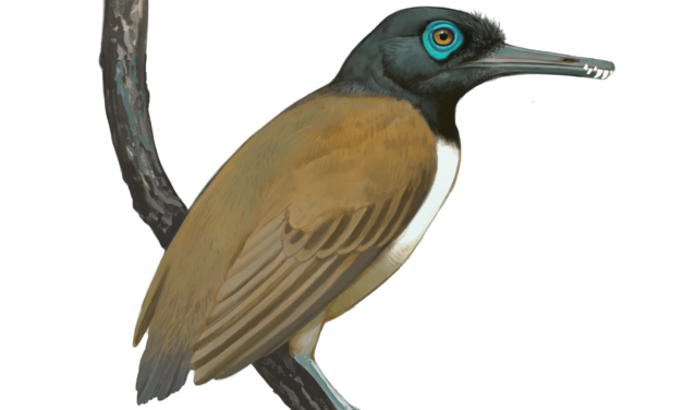 ‘Weird’ prehistoric bird had a weaponized beak with teeth