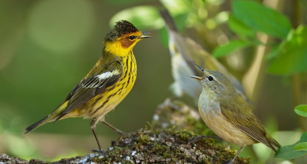 Do birds have migration buddies? A new study shows surprising connections between species