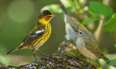 Do birds have migration buddies? A new study shows surprising connections between species