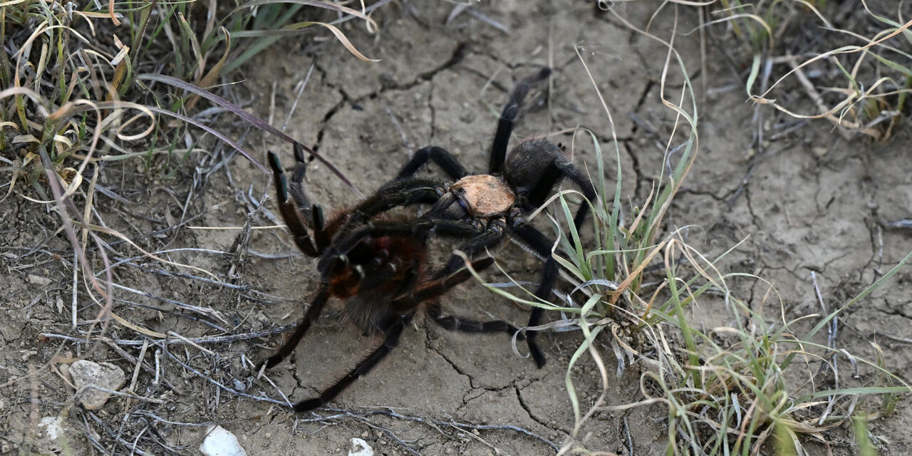 Male tarantulas seek love, find death around Halloween