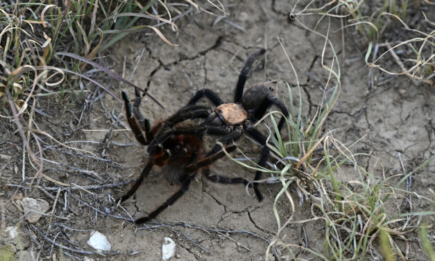 Male tarantulas seek love, find death around Halloween