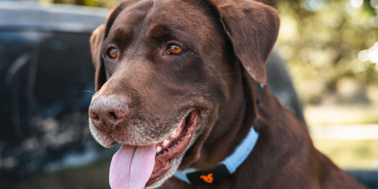 I’ve seen the new AI collar that lets your dog talk, and it’s as wild as it sounds