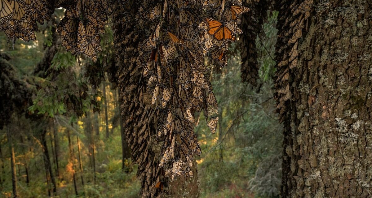 To save monarch butterflies, these scientists want to move mountains