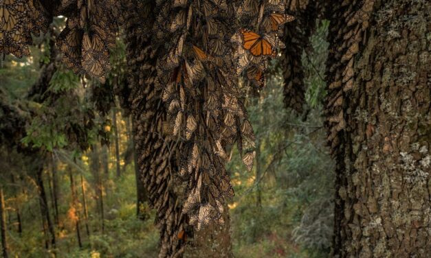 To save monarch butterflies, these scientists want to move mountains