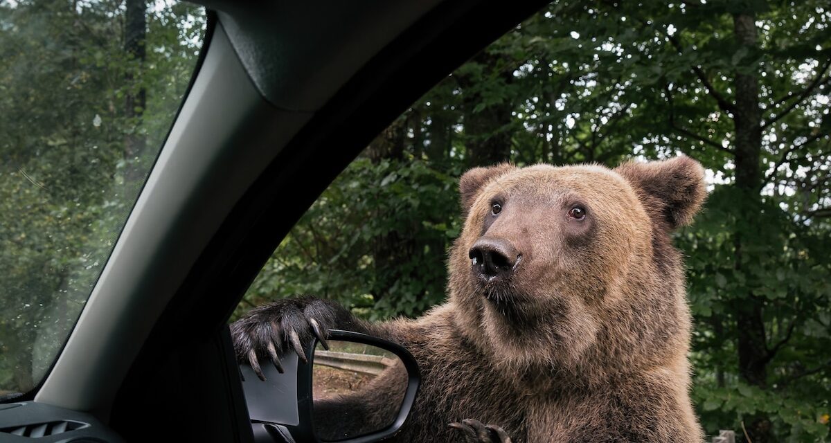 This unnerving photo reminds us why we shouldn’t feed bears