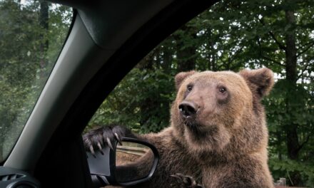 This unnerving photo reminds us why we shouldn’t feed bears