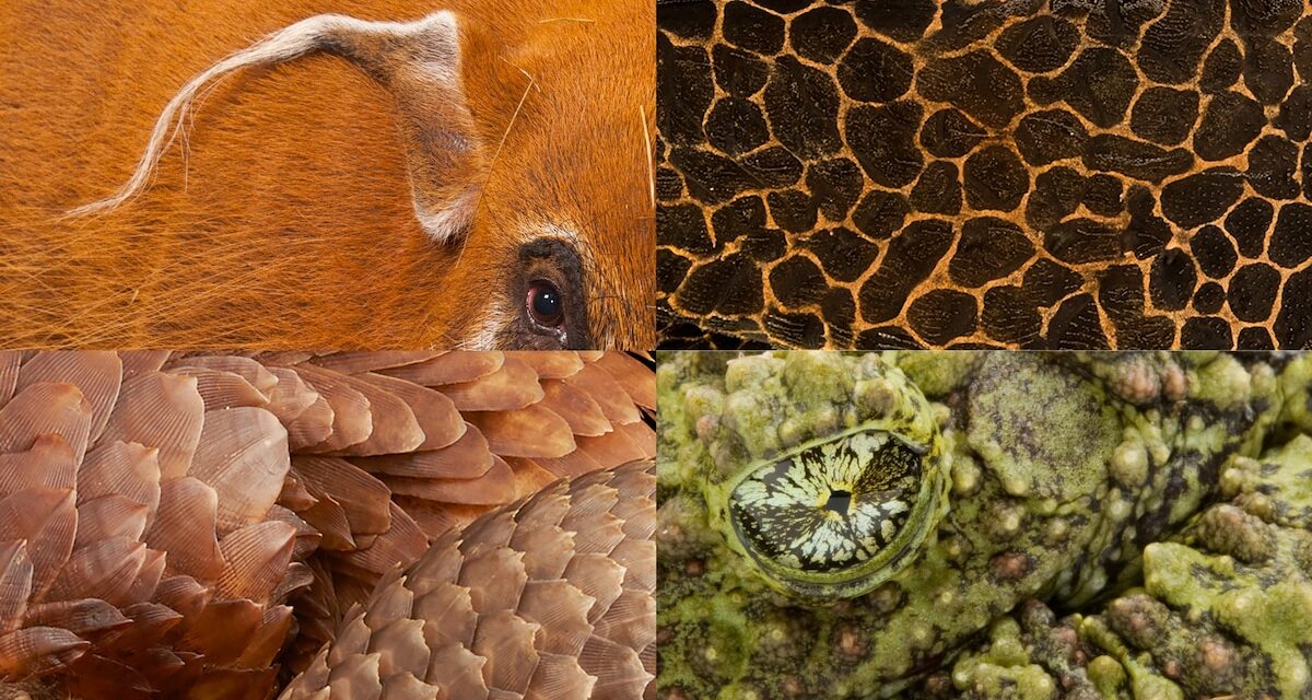 Quiz: Can you guess the animal based on its close-up?